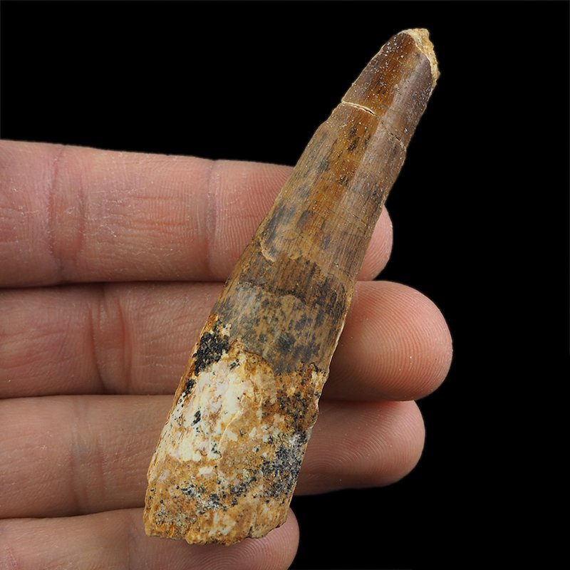 SKAMIENIAŁY ZĄB DINOZAURA Spinosaurus aegyptiacus - KREDA GÓRNA (CENOMAN) - ok. 95-100 mln lat