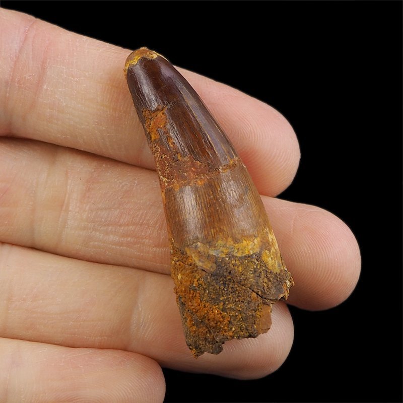 SKAMIENIAŁY ZĄB DINOZAURA Spinosaurus aegyptiacus - KREDA GÓRNA (CENOMAN) - ok. 95-100 mln lat