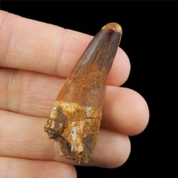 SKAMIENIAŁY ZĄB DINOZAURA Spinosaurus aegyptiacus - KREDA GÓRNA (CENOMAN) - ok. 95-100 mln lat