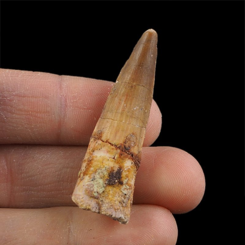 SKAMIENIAŁY ZĄB DINOZAURA Spinosaurus aegyptiacus - KREDA GÓRNA (CENOMAN) - ok. 95-100 mln lat