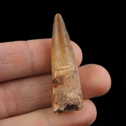 SKAMIENIAŁY ZĄB DINOZAURA Spinosaurus aegyptiacus - KREDA GÓRNA (CENOMAN) - ok. 95-100 mln lat