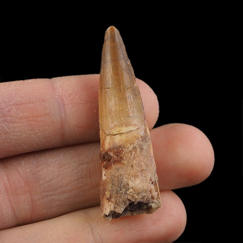 SKAMIENIAŁY ZĄB DINOZAURA Spinosaurus aegyptiacus - KREDA GÓRNA (CENOMAN) - ok. 95-100 mln lat