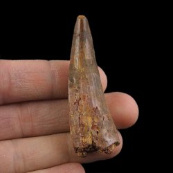 SKAMIENIAŁY ZĄB DINOZAURA Spinosaurus aegyptiacus - KREDA GÓRNA (CENOMAN) - ok. 95-100 mln lat