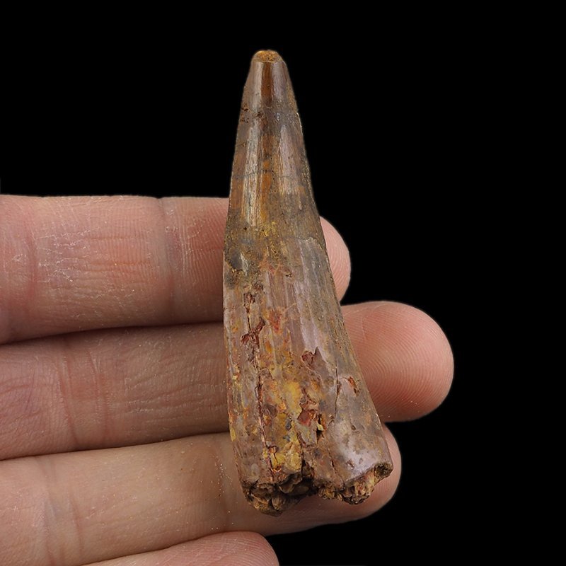 SKAMIENIAŁY ZĄB DINOZAURA Spinosaurus aegyptiacus - KREDA GÓRNA (CENOMAN) - ok. 95-100 mln lat