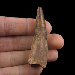 SKAMIENIAŁY ZĄB DINOZAURA Spinosaurus aegyptiacus - KREDA GÓRNA (CENOMAN) - ok. 95-100 mln lat