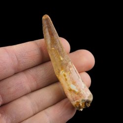 SKAMIENIAŁY ZĄB DINOZAURA Spinosaurus aegyptiacus - KREDA GÓRNA (CENOMAN) - ok. 95-100 mln lat