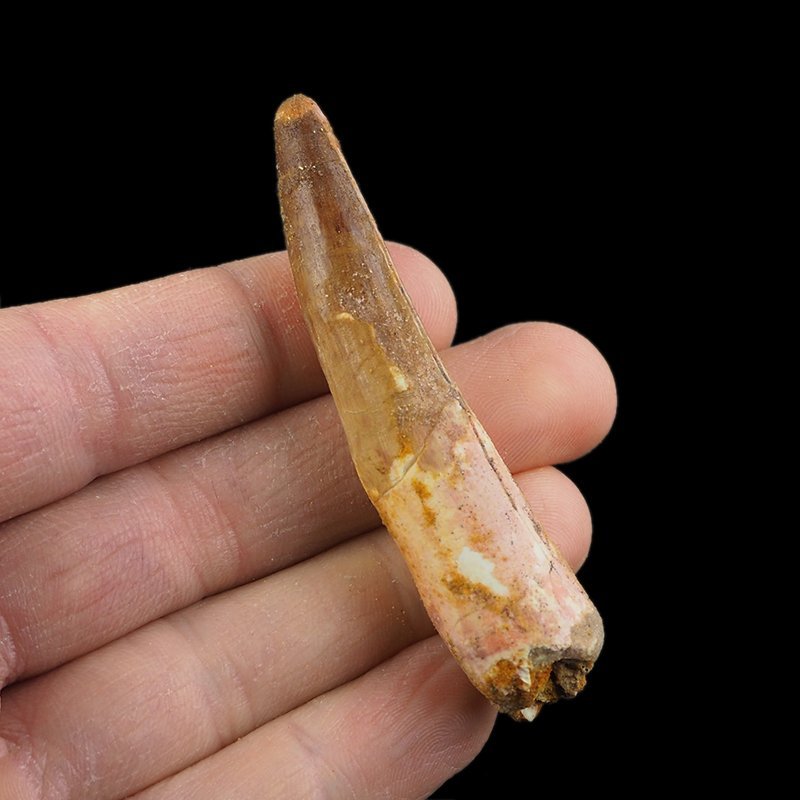 SKAMIENIAŁY ZĄB DINOZAURA Spinosaurus aegyptiacus - KREDA GÓRNA (CENOMAN) - ok. 95-100 mln lat