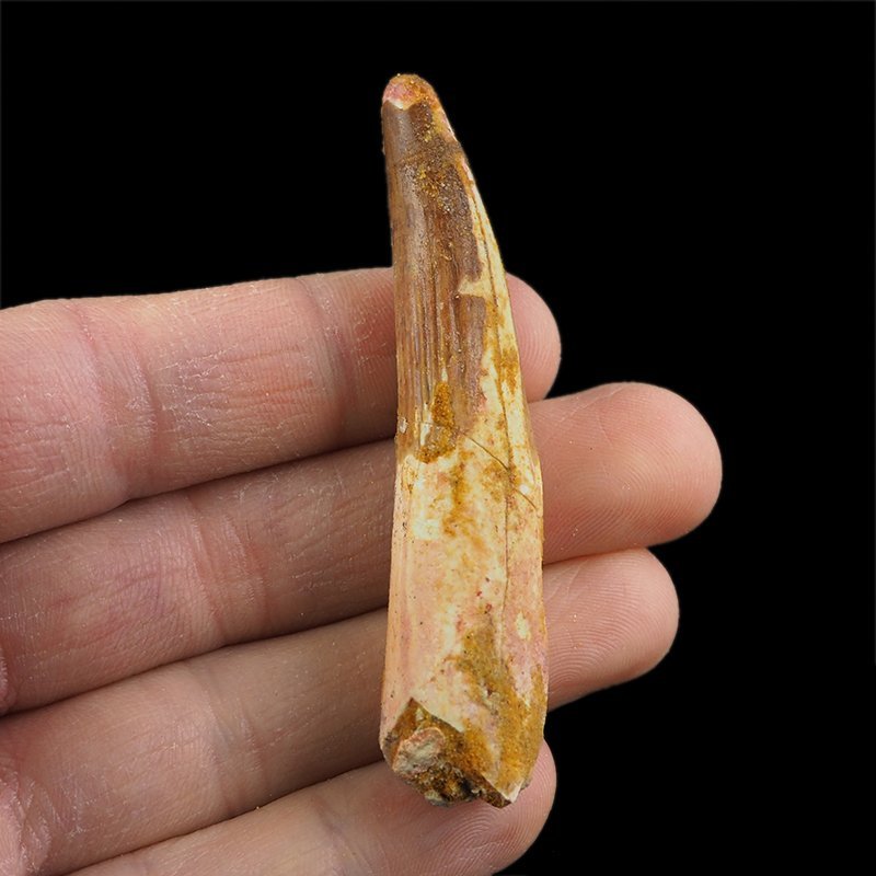 SKAMIENIAŁY ZĄB DINOZAURA Spinosaurus aegyptiacus - KREDA GÓRNA (CENOMAN) - ok. 95-100 mln lat