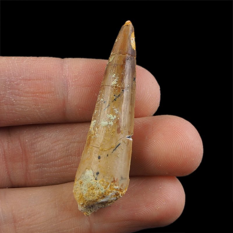 SKAMIENIAŁY ZĄB DINOZAURA Spinosaurus aegyptiacus - KREDA GÓRNA (CENOMAN) - ok. 95-100 mln lat