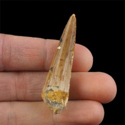 SKAMIENIAŁY ZĄB DINOZAURA Spinosaurus aegyptiacus - KREDA GÓRNA (CENOMAN) - ok. 95-100 mln lat