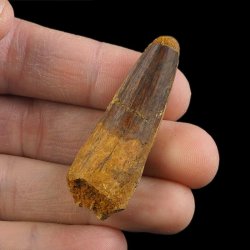 SKAMIENIAŁY ZĄB DINOZAURA Spinosaurus aegyptiacus - KREDA GÓRNA (CENOMAN) - ok. 95-100 mln lat