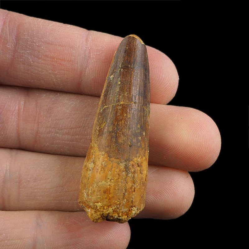 SKAMIENIAŁY ZĄB DINOZAURA Spinosaurus aegyptiacus - KREDA GÓRNA (CENOMAN) - ok. 95-100 mln lat