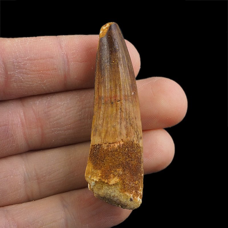 SKAMIENIAŁY ZĄB DINOZAURA Spinosaurus aegyptiacus - KREDA GÓRNA (CENOMAN) - ok. 95-100 mln lat