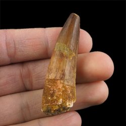 SKAMIENIAŁY ZĄB DINOZAURA Spinosaurus aegyptiacus - KREDA GÓRNA (CENOMAN) - ok. 95-100 mln lat