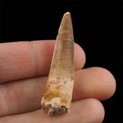 SKAMIENIAŁY ZĄB DINOZAURA Spinosaurus aegyptiacus - KREDA GÓRNA (CENOMAN) - ok. 95-100 mln lat