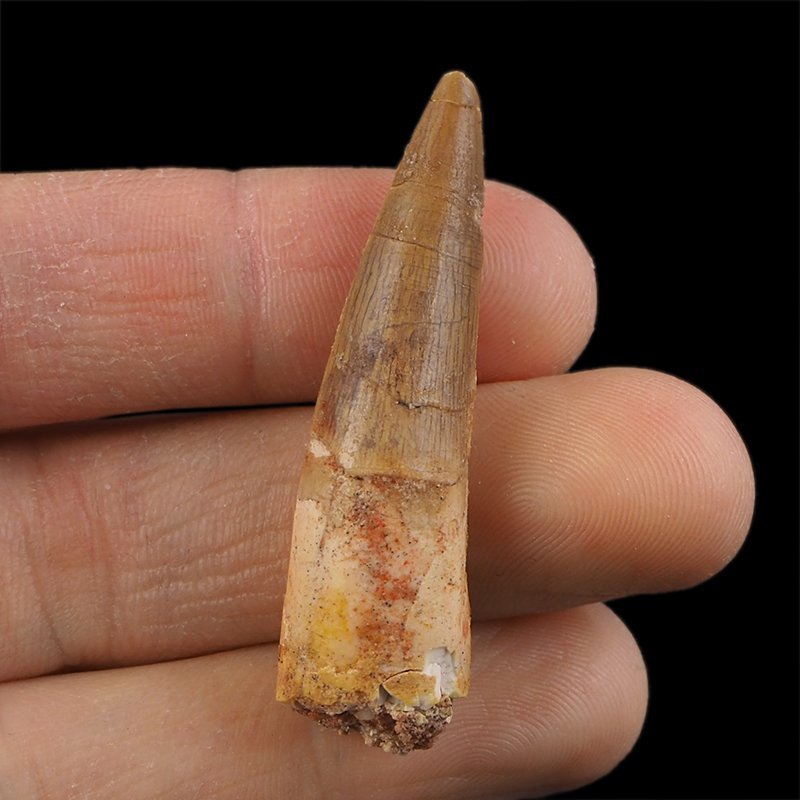 SKAMIENIAŁY ZĄB DINOZAURA Spinosaurus aegyptiacus - KREDA GÓRNA (CENOMAN) - ok. 95-100 mln lat