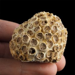 KORALOWIEC Tarbellastraea conoidea - 45 mm - NEOGEN - WĘGRY