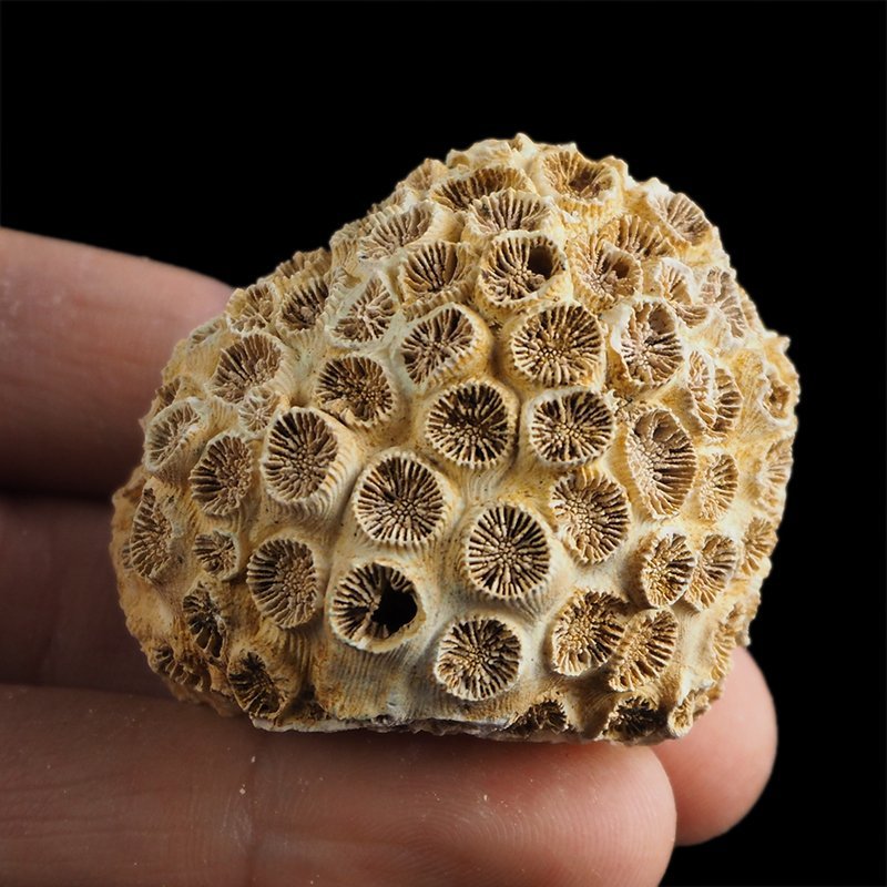 KORALOWIEC Tarbellastraea conoidea - 45 mm - NEOGEN - WĘGRY