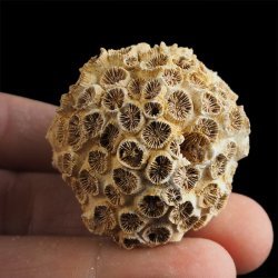 KORALOWIEC Tarbellastraea conoidea - 45 mm - NEOGEN - WĘGRY