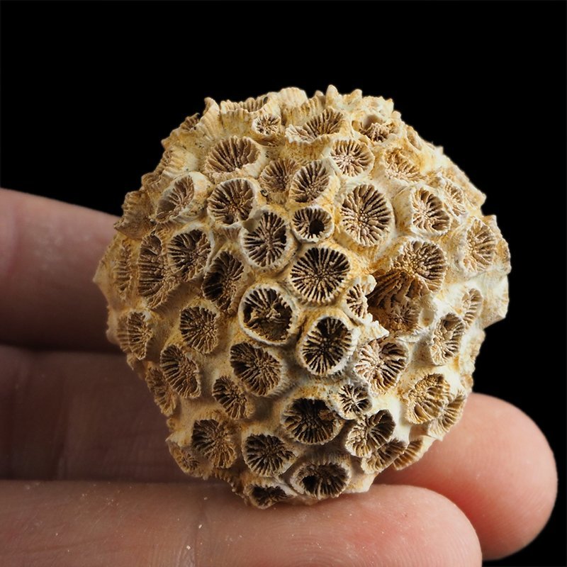 KORALOWIEC Tarbellastraea conoidea - 45 mm - NEOGEN - WĘGRY