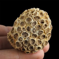 KORALOWIEC Tarbellastraea conoidea - 45 mm - NEOGEN - WĘGRY