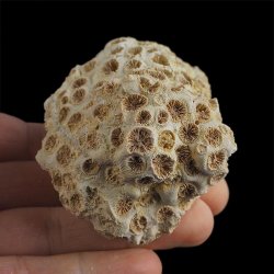 KORALOWIEC Tarbellastraea conoidea - 79 mm - NEOGEN - WĘGRY