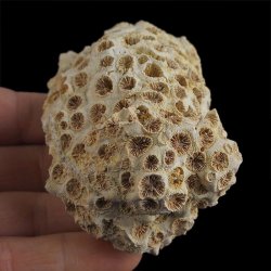 KORALOWIEC Tarbellastraea conoidea - 79 mm - NEOGEN - WĘGRY