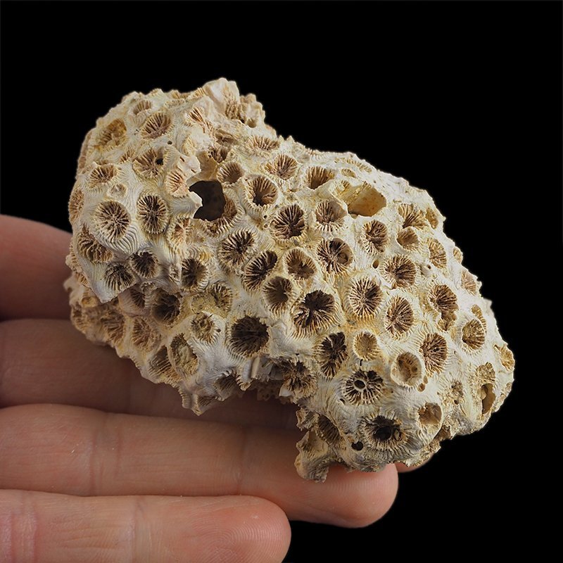 KORALOWIEC Tarbellastraea conoidea - 79 mm - NEOGEN - WĘGRY