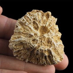 KORALOWIEC Tarbellastraea conoidea - 50 mm - NEOGEN - WĘGRY