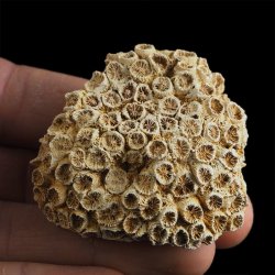 KORALOWIEC Tarbellastraea conoidea - 50 mm - NEOGEN - WĘGRY