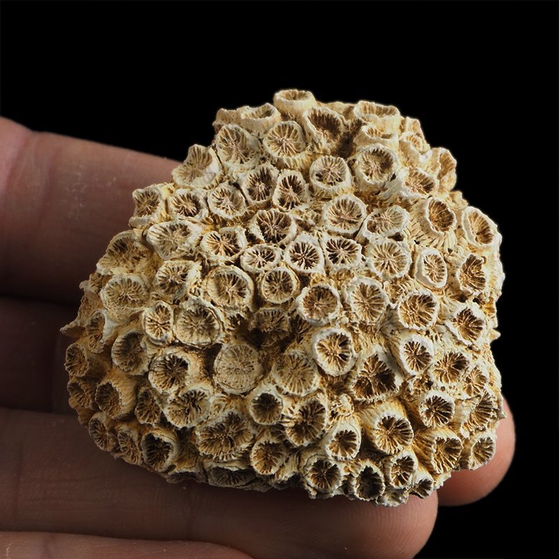 KORALOWIEC Tarbellastraea conoidea - 50 mm - NEOGEN - WĘGRY