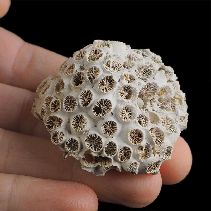 KORALOWIEC Tarbellastraea conoidea - 48 mm - NEOGEN - WĘGRY