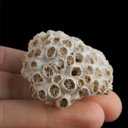 KORALOWIEC Tarbellastraea conoidea - 48 mm - NEOGEN - WĘGRY