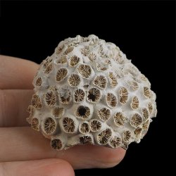 KORALOWIEC Tarbellastraea conoidea - 48 mm - NEOGEN - WĘGRY