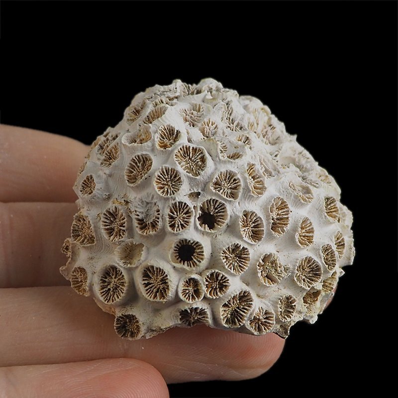 KORALOWIEC Tarbellastraea conoidea - 48 mm - NEOGEN - WĘGRY