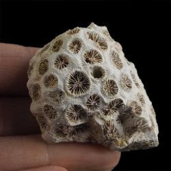 KORALOWIEC Tarbellastraea conoidea - 50 mm - NEOGEN - WĘGRY