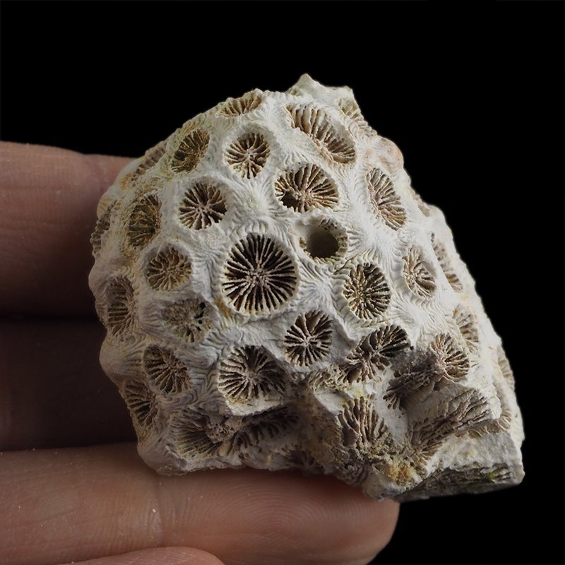 KORALOWIEC Tarbellastraea conoidea - 50 mm - NEOGEN - WĘGRY