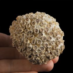 KORALOWIEC Tarbellastraea conoidea - 67 mm - NEOGEN - WĘGRY