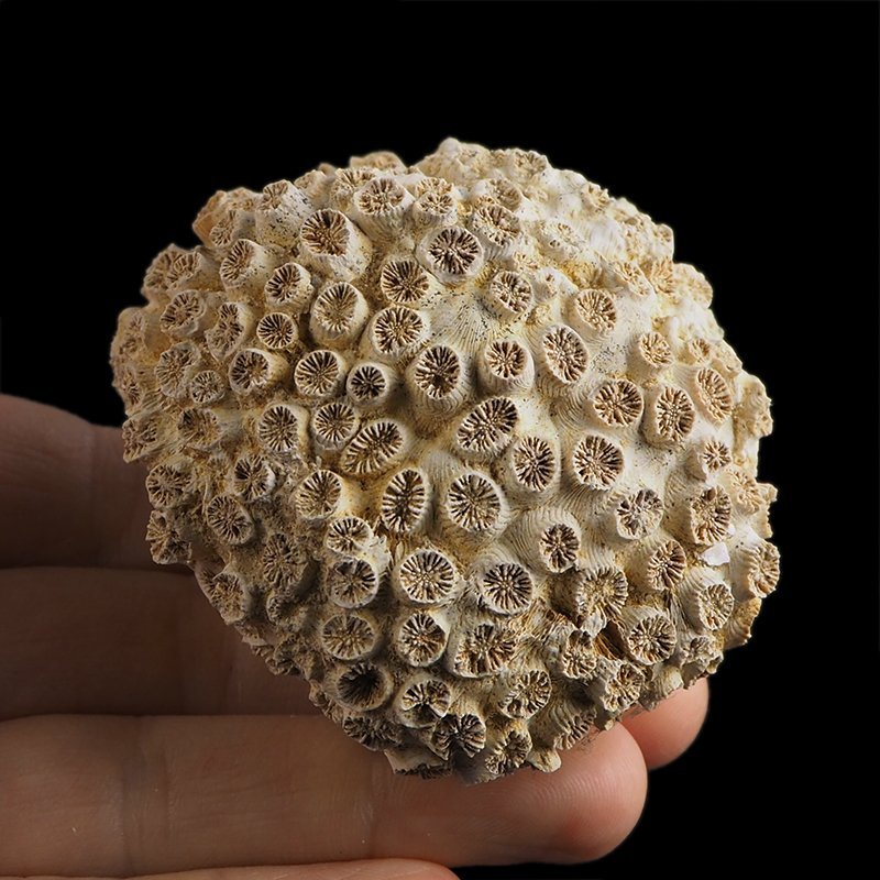 KORALOWIEC Tarbellastraea conoidea - 67 mm - NEOGEN - WĘGRY