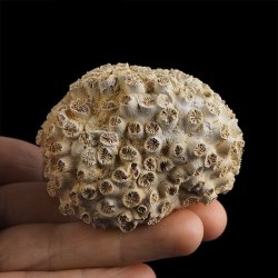 KORALOWIEC Tarbellastraea conoidea - 67 mm - NEOGEN - WĘGRY