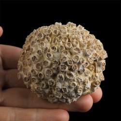 KORALOWIEC Tarbellastraea conoidea - 67 mm - NEOGEN - WĘGRY