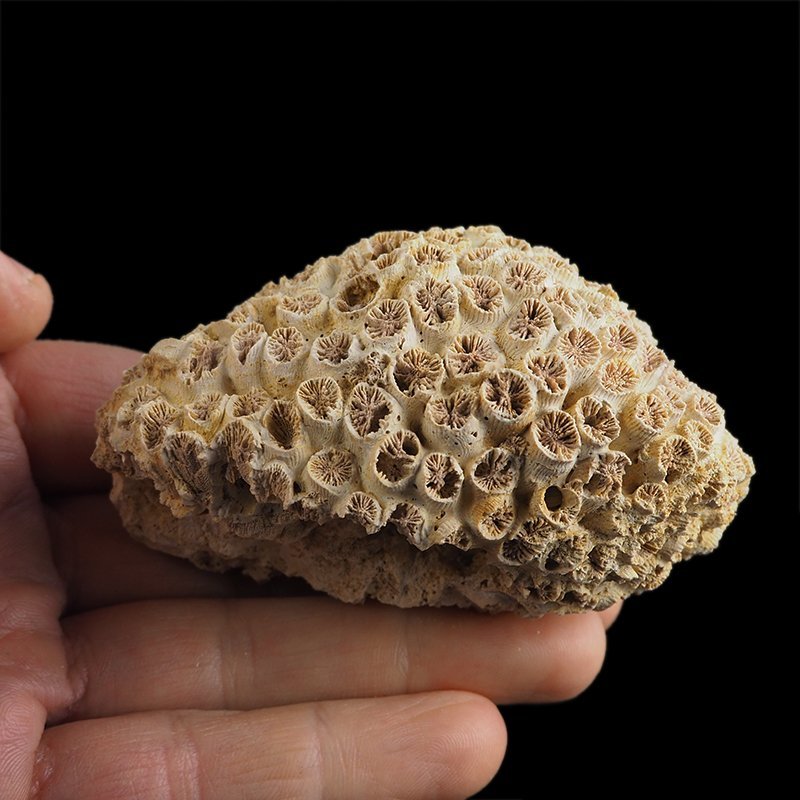 KORALOWIEC Tarbellastraea conoidea - 81 mm - NEOGEN - WĘGRY