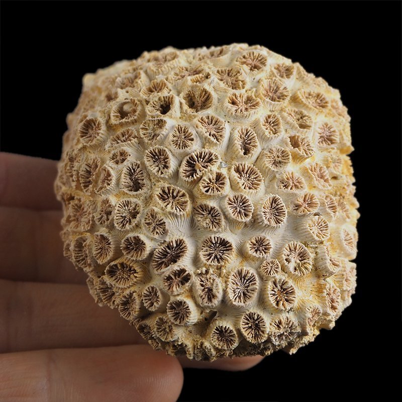 KORALOWIEC Tarbellastraea conoidea - 81 mm - NEOGEN - WĘGRY