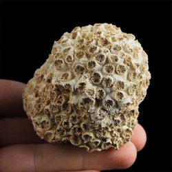 KORALOWIEC Tarbellastraea conoidea - 65 mm - NEOGEN - WĘGRY