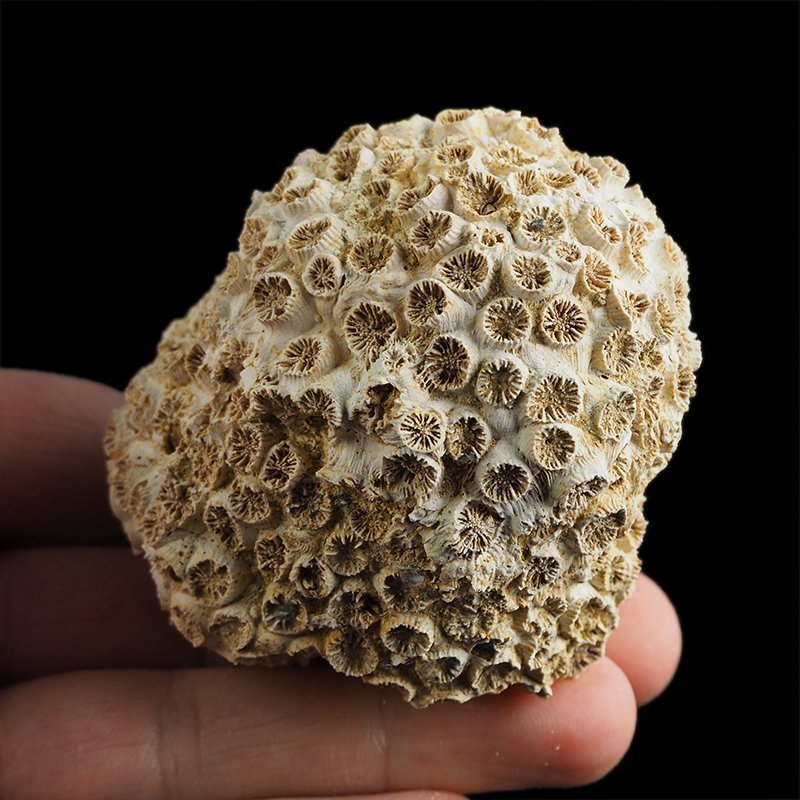 KORALOWIEC Tarbellastraea conoidea - 65 mm - NEOGEN - WĘGRY