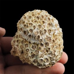 KORALOWIEC Tarbellastraea conoidea - 65 mm - NEOGEN - WĘGRY