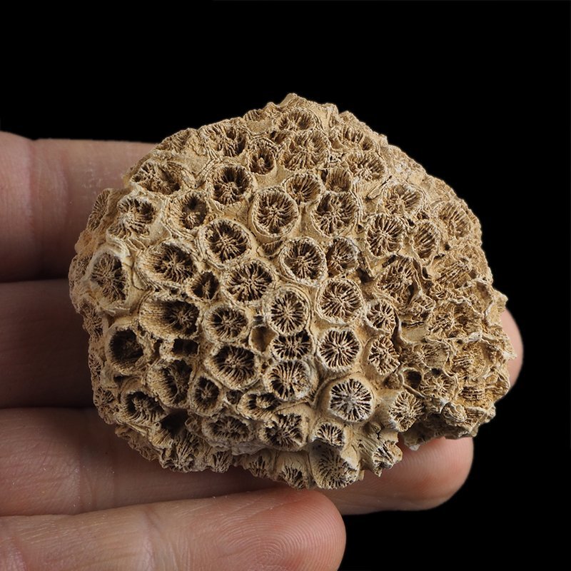 KORALOWIEC Tarbellastraea conoidea - 55 mm - NEOGEN - WĘGRY