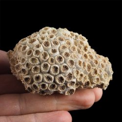 KORALOWIEC Tarbellastraea conoidea - 71 mm - NEOGEN - WĘGRY