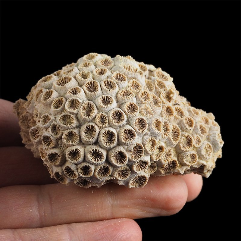 KORALOWIEC Tarbellastraea conoidea - 71 mm - NEOGEN - WĘGRY