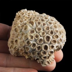 KORALOWIEC Tarbellastraea conoidea - 71 mm - NEOGEN - WĘGRY